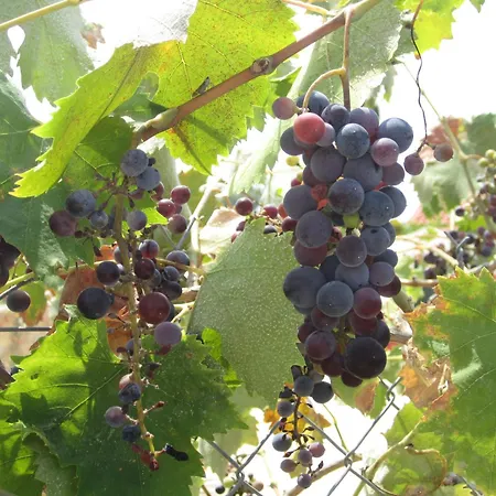 Cosseri Rossa-dorothea And Cosseri Rossa-penelope, With Own Shared Pool * Lixouri